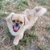 Kleiner Pekinese aus dem Tierschutz