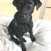 Amber  ist ein kleiner Rohdiamant