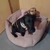 Amber  ist ein kleiner Rohdiamant