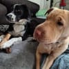Ted & Millie - unzertrennliche Freunde
