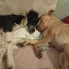 Ted & Millie - unzertrennliche Freunde