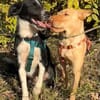 Ted & Millie - unzertrennliche Freunde