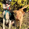 Ted & Millie - unzertrennliche Freunde