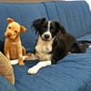 Ted & Millie - unzertrennliche Freunde