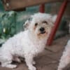 Bob, super freundlicher Bichon-Frisé Mischling