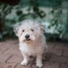Bob, super freundlicher Bichon-Frisé Mischling