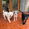 Bob, super freundlicher Bichon-Frisé Mischling