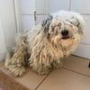 Bob, super freundlicher Bichon-Frisé Mischling