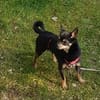 Freundlicher  Jack      Gnadenadoption!