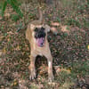NINO  Junger Malinois-Mix sucht seine Chance