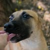 NINO  Junger Malinois-Mix sucht seine Chance