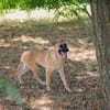NINO  Junger Malinois-Mix sucht seine Chance