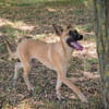 NINO  Junger Malinois-Mix sucht seine Chance