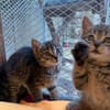 Max, Maya, Merle, Mia und Milo suchen ihr Für-immer-Zuhause