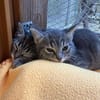 Max, Maya, Merle, Mia und Milo suchen ihr Für-immer-Zuhause