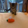 Max, Maya, Merle, Mia und Milo suchen ihr Für-immer-Zuhause