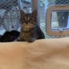 Max, Maya, Merle, Mia und Milo suchen ihr Für-immer-Zuhause