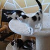 Zuhause gesucht für Paula und Paulino