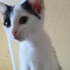 Zuhause gesucht für Paula und Paulino