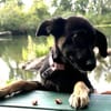 TALIA  sucht ihr Für-immer-Zuhause