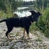TALIA  sucht ihr Für-immer-Zuhause