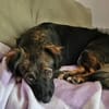 Josie, auf einer Pflegestelle