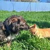 Josie, auf einer Pflegestelle