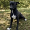 Lola LM  Sanfte Junghündin sucht geduldige Menschen