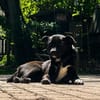 Lola LM  Sanfte Junghündin sucht geduldige Menschen