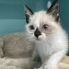 Mimou (EN COURS D'ADOPTION)