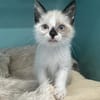 Mimou (EN COURS D'ADOPTION)
