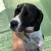 Vixy