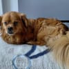 POLLUX