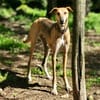 PEDRO (France)