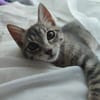 PERLA