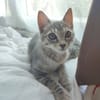 PERLA