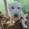VICKY - Wuschel sucht Zuhause