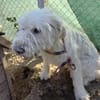 VICKY - Wuschel sucht Zuhause