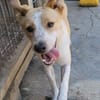 IDEFIX