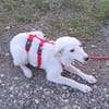 LOTTA - Zuhause gesucht