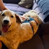 Çilli sucht ihre Kuschelfamilie