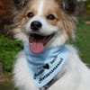 Luke sucht pawfect match!