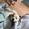 Luke sucht pawfect match!
