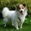 Luke sucht pawfect match!