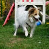 Luke sucht pawfect match!
