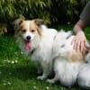 Luke sucht pawfect match!