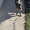 Xana, Hundemama sucht Platz zum Bleiben