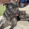 Xana, Hundemama sucht Platz zum Bleiben