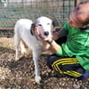 TODDY - großer Hund, großes Herz, große