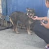 FELINE - sucht ihre Menschen